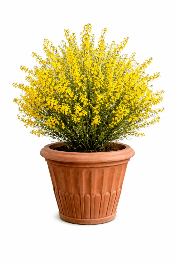 Pot en terre cuite d’Impruneta avec motif de colonnes antiques